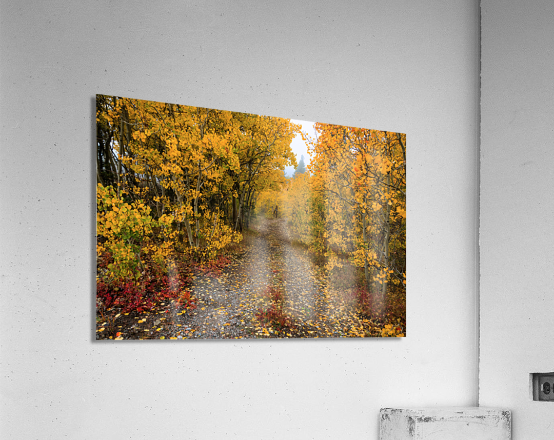 Colorful Autumn Hiking Path  Acrylic Print 