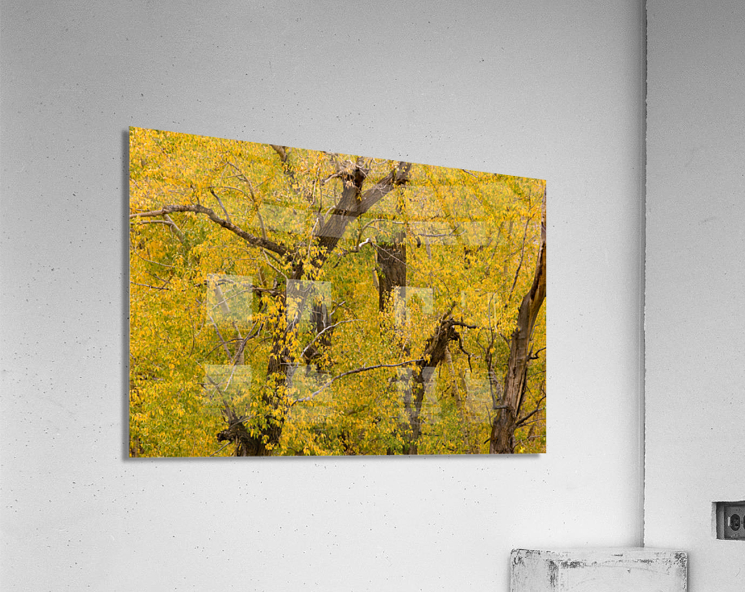 Cottonwood Tree Fall Foliage  Acrylic Print 