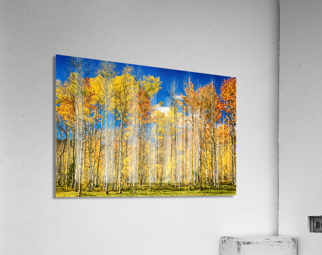 colorful colorado autumn aspen trees  Acrylic Print 
