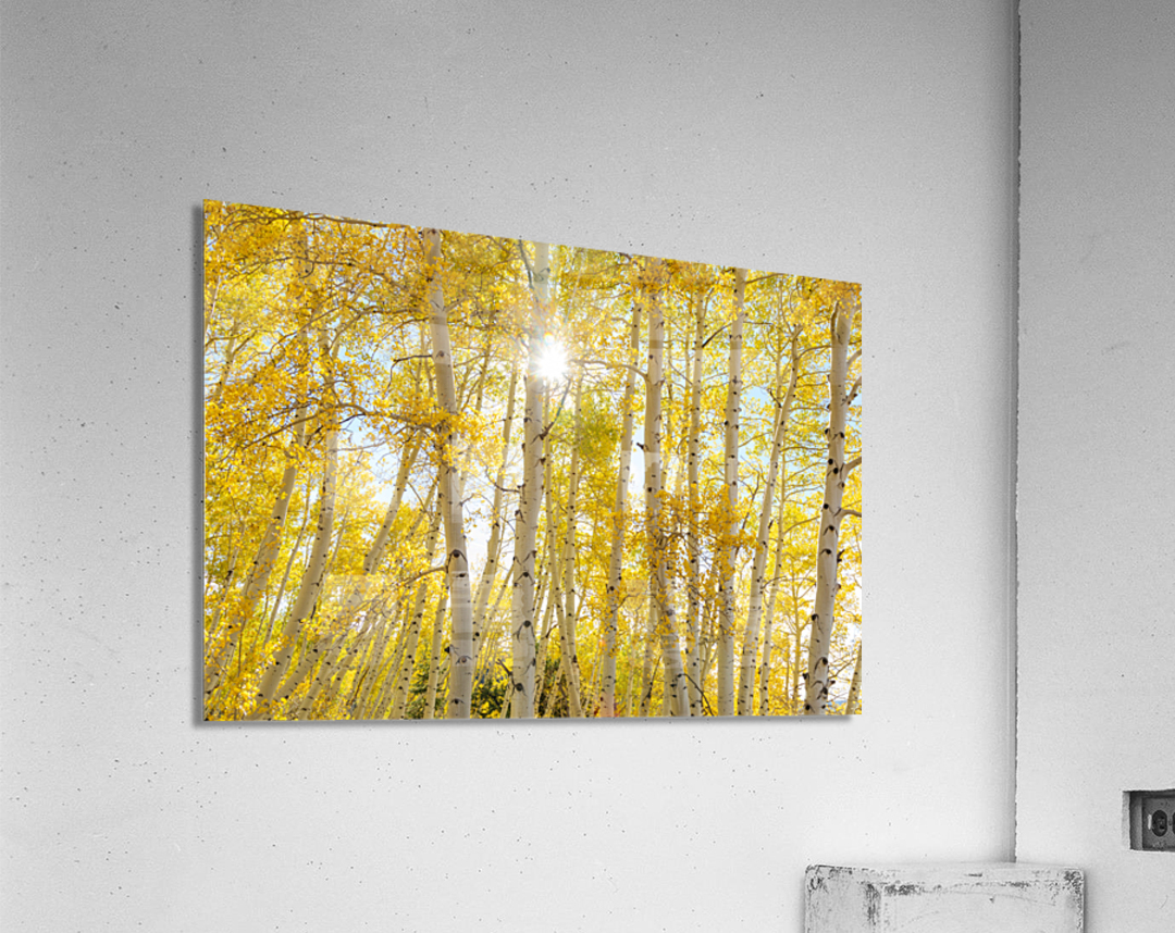 Golden Sunshine Autumn Day  Acrylic Print 