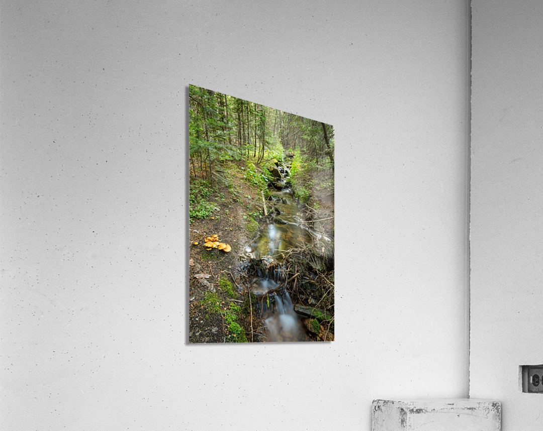 Wild Mushrooms Along Creek  Acrylic Print 