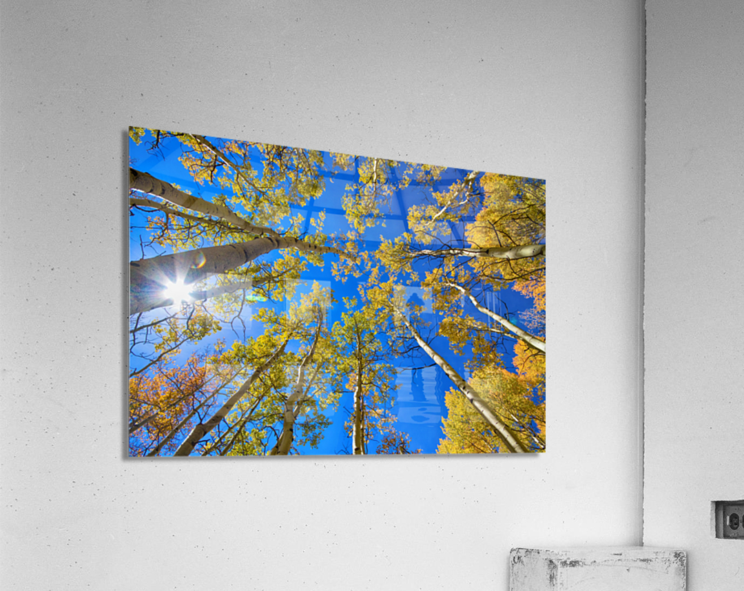 Autumn Aspen Magic  Acrylic Print 
