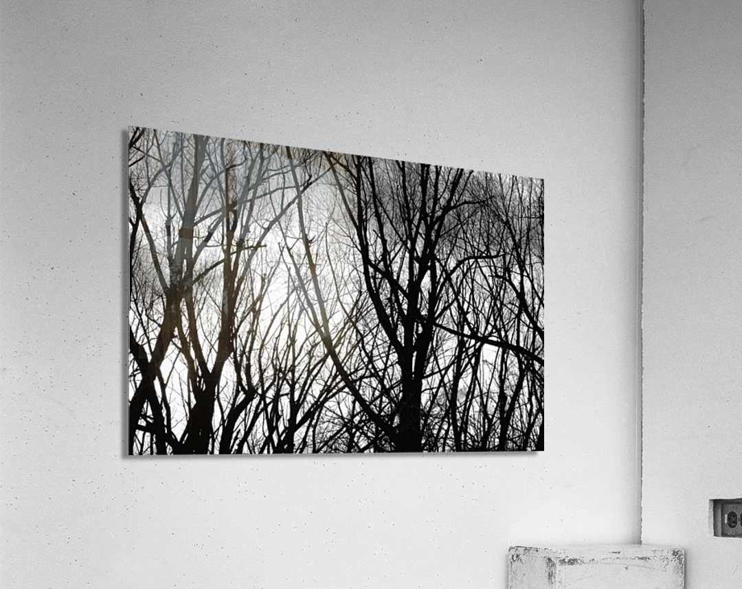 Tree Branches Into The Night  Acrylic Print 
