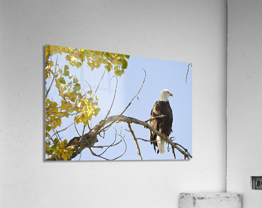Eagle Watching  Acrylic Print 
