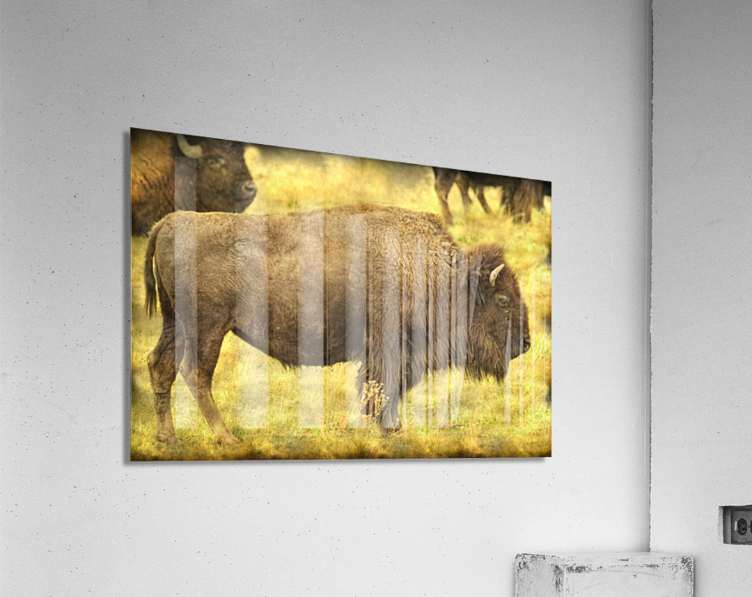 Bison  Acrylic Print 