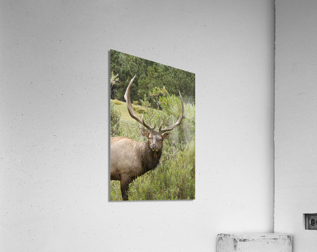Bull Elk Eyes  Acrylic Print 