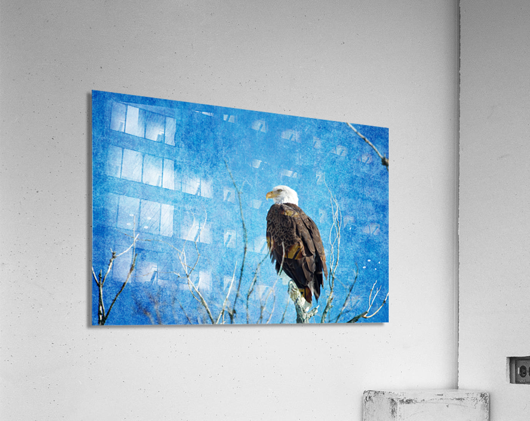 Bald Eagle Blues  Acrylic Print 