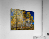 Autumn Blue Skies  Impression acrylique