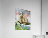 Marmot   Acrylic Print