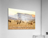 Elk Heard Grazing Rocky Mountain Foothills  Acrylic Print