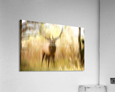 Bull Elk Forest Dreaming  Impression acrylique