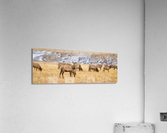 Elk Heard Colorado Foothills Plains Panorama  Impression acrylique