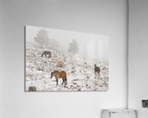 Rocky Mountain Horses Snow Fog  Impression acrylique
