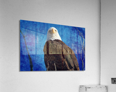 American Bald Eagle Blues  Impression acrylique