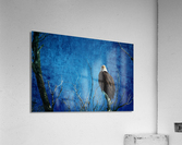 Bald Eagle Blues Into Night  Acrylic Print