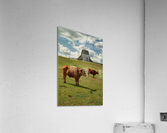 Texas Longhorn Cows Gracefully Posing at Majestic Devils Tower -  Impression acrylique