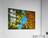 Autumns Radiant Canopy -  A Skyward View  Acrylic Print