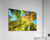 Vibrant Autumn Landscape - Colorful Trees under Blue Sky  Impression acrylique