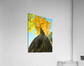 Golden Autumn Tree - Majestic Trunk and Leaves in Fall Splendor  Impression acrylique