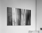 Aspen Tree Colonies Dreaming BW  Impression acrylique