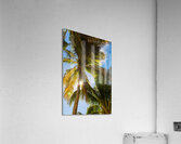 Sunshine and  Tall Palm Trees Extends Towards the Sky  Acrylic Print