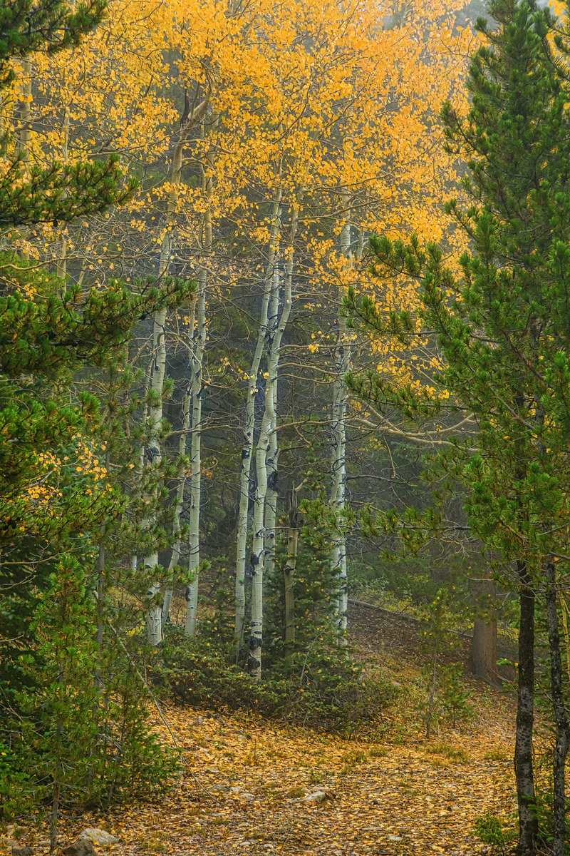 Impression de cadre personnalisé