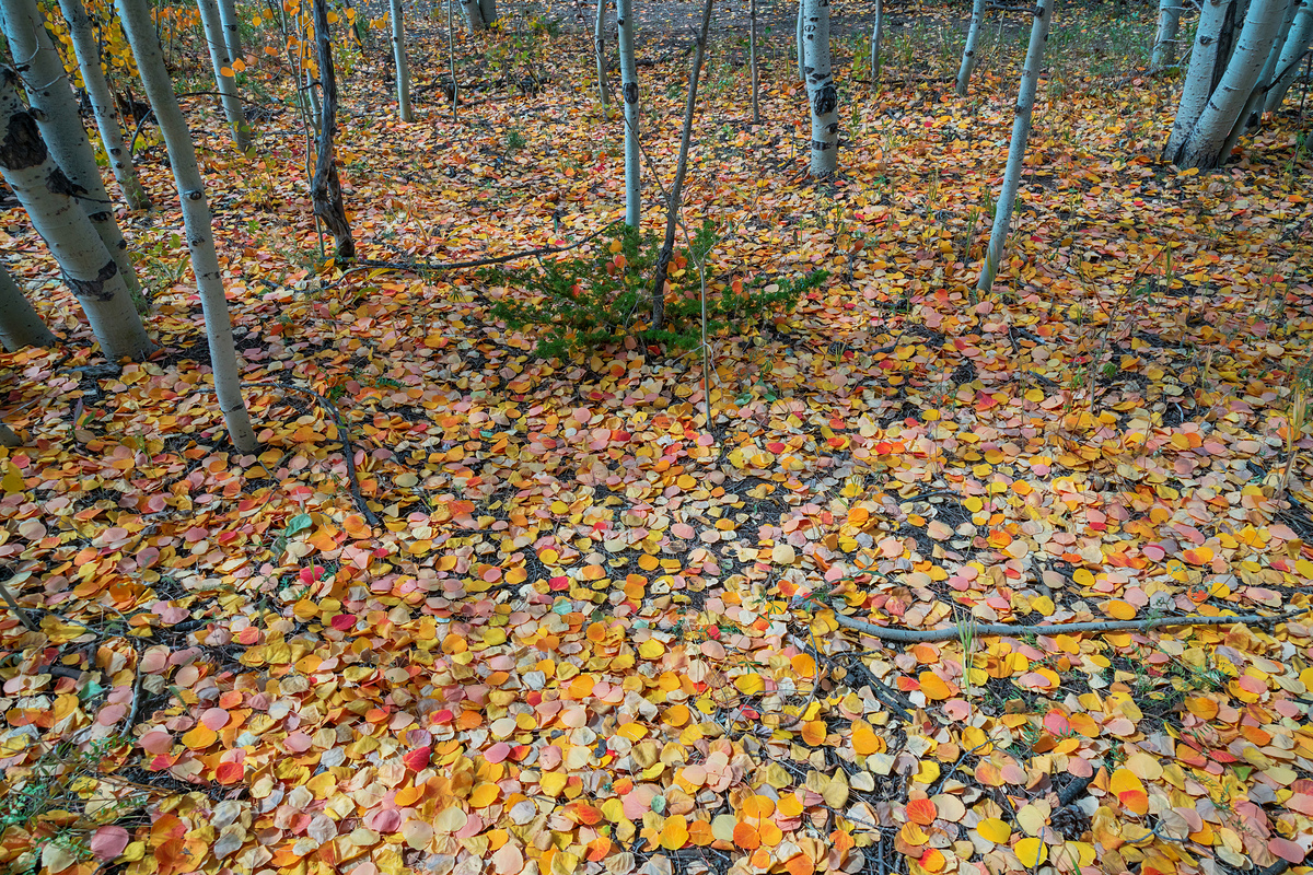 Impression de cadre personnalisé