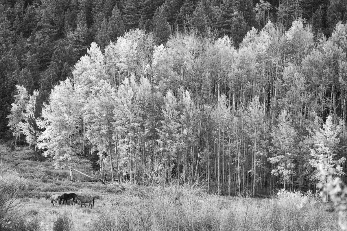 Impression de cadre personnalisé