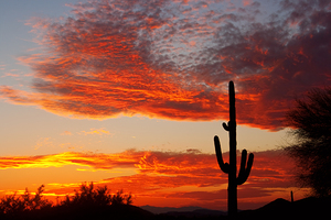  Fiery Arizona Sunset Behind a Silent Saguaro