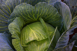 Verdant Embrace A Cabbages Garden Heart