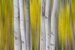 Golden Aspen Abstraction Fine Art Landscape