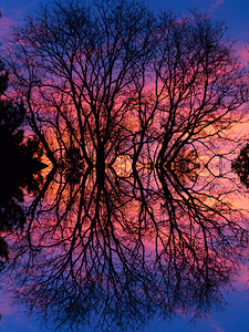 Sunset Trees Abstract Reflection Art