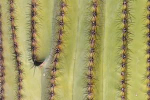 Patterns and Spines of the Desert Sentinel