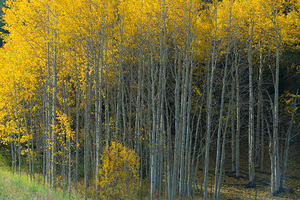That  Morning Autumn Light