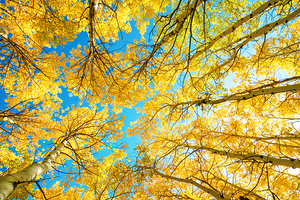 Colorado Aspen Kaleidoscope