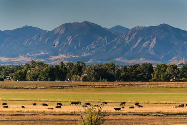 Boulder Flatirons and Cows Print