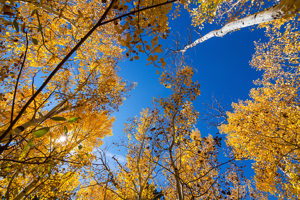 Blue Sky Autumn Bliss Print