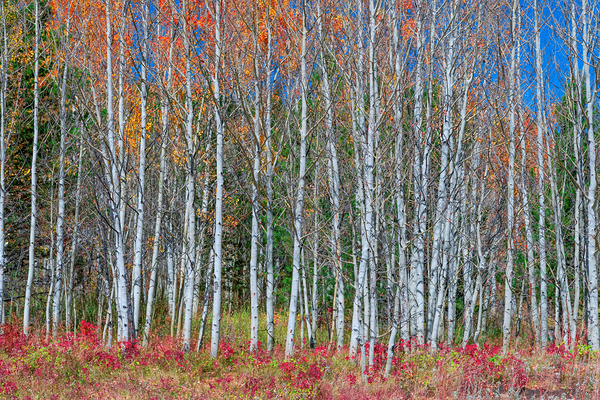 Aspen Grove Symphony Autumns Embrace Print
