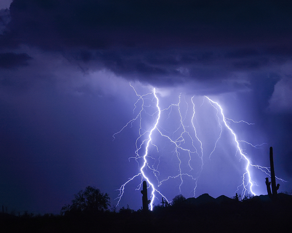 Night Striking Down Print