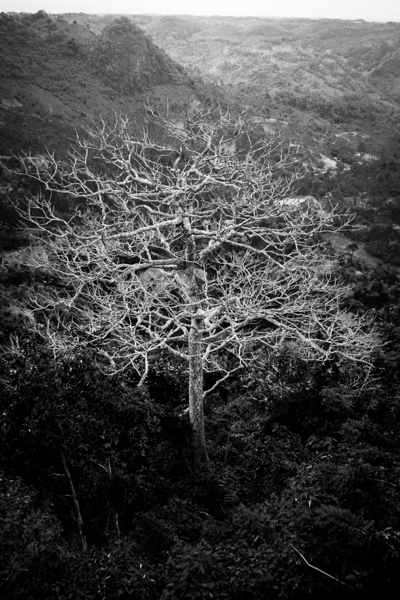 Tubarans Silent Tree Song Print