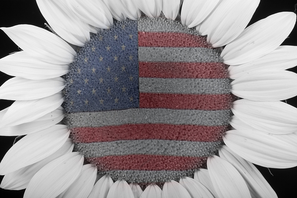 American Sunflower Power Print