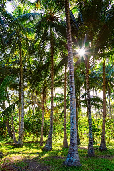 Tropic Sunshine Print