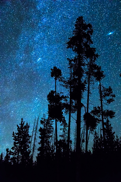 Pinnacle Of The Forest  Print