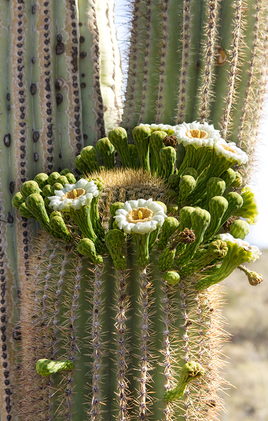 Saguaro Cactus Bloom Print