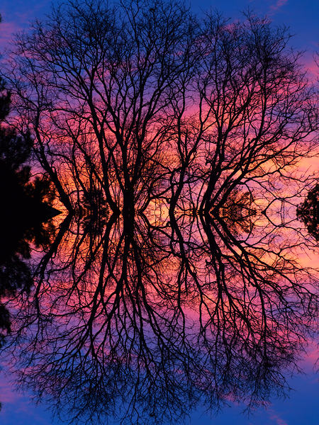Sunset Trees Abstract Reflection Art Print