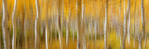 Golden Forest Moment Abstract Panorama Print