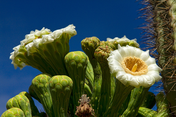 Saguaro Cactus Blooms Print