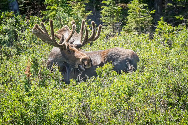 Smiling Bull Moose Print