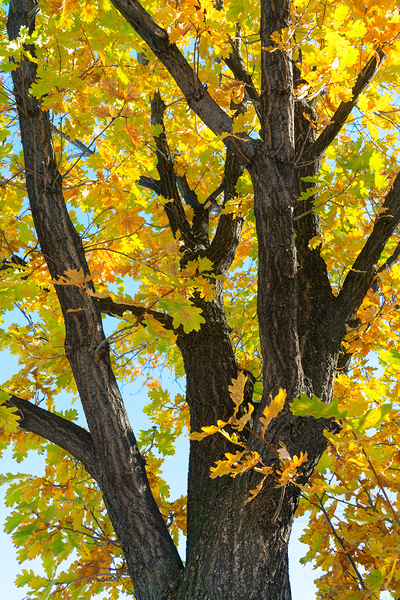 Some Un be leaf able Fall Vibes Print