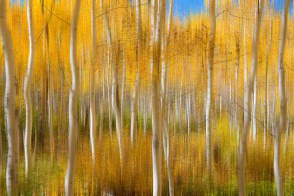Golden Forest Moment Abstract Print